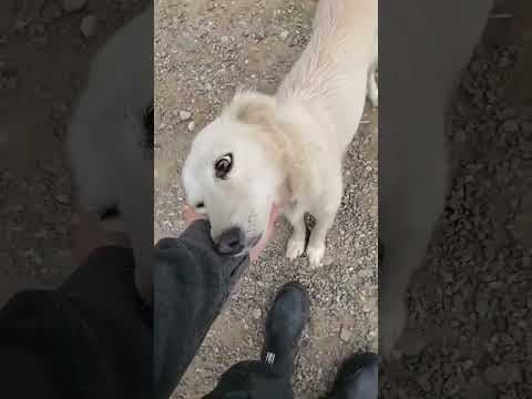 Sumi en vidéo 2