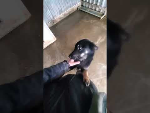 Raven en vidéo 1