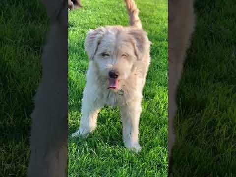 Irving en vidéo 6