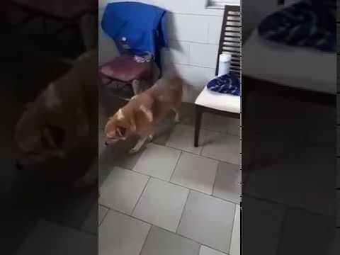 Tiger en vidéo 5