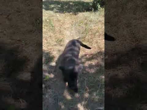 Daciana en vidéo 1