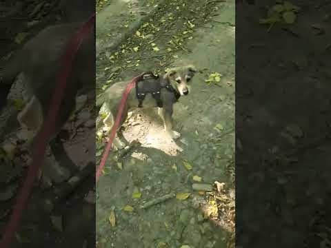 Valkira en vidéo 1