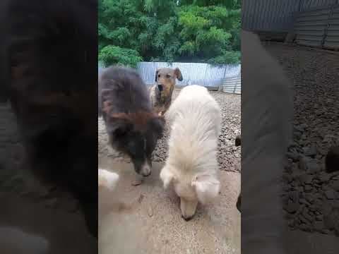 Karaba en vidéo 1