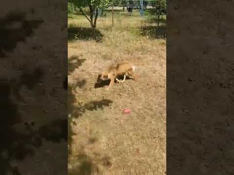 Saskara en vidéo 1