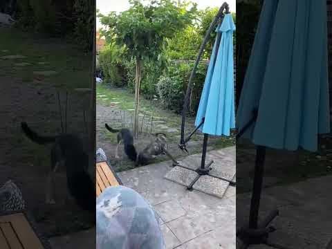 Taco en vidéo 1