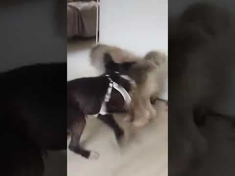 Tinou en vidéo 3