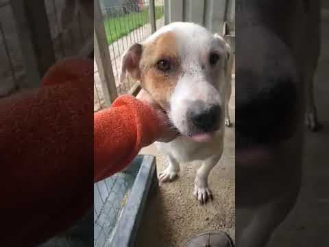 Milou en vidéo 2