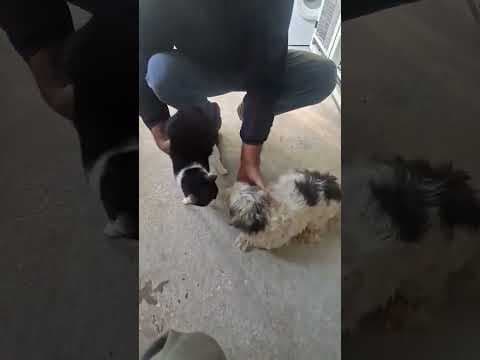 Miaa en vidéo 3