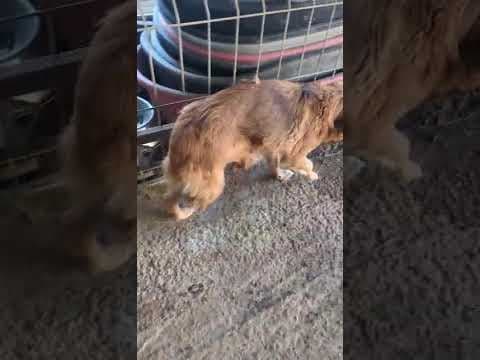 Cannelle en vidéo 1