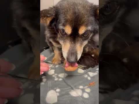 Oldie en vidéo 1