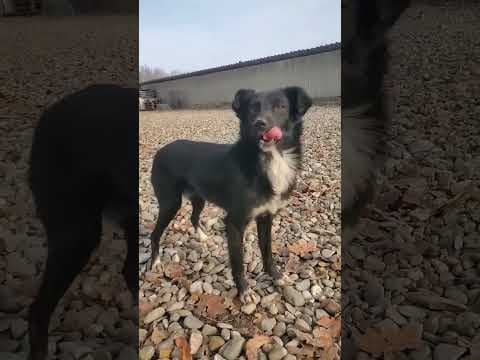 Talonne en vidéo 1