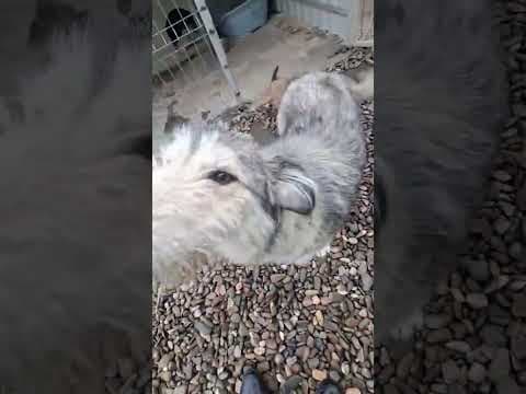 Tissaia en vidéo 1