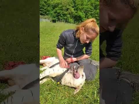 Derry en vidéo 4