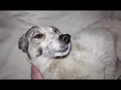 Ragnard en vidéo 2