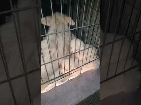 Pomme en vidéo 1