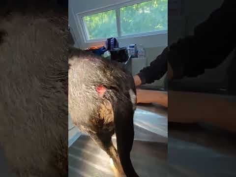 Milo en vidéo 3