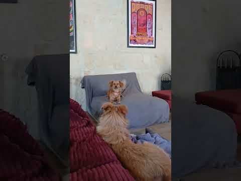 Veska en vidéo 2