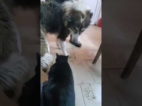 Atlan en vidéo 1