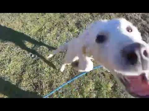 Samba en vidéo 1
