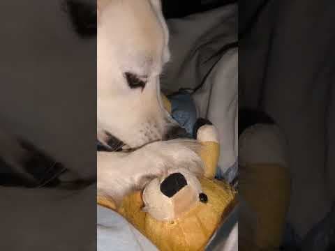 Sumi en vidéo 7