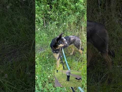 Taco en vidéo 4
