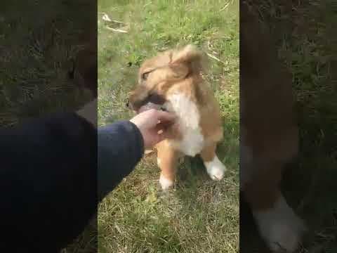 Virtus en vidéo 1
