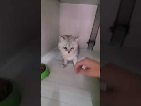 Douchka en vidéo 1