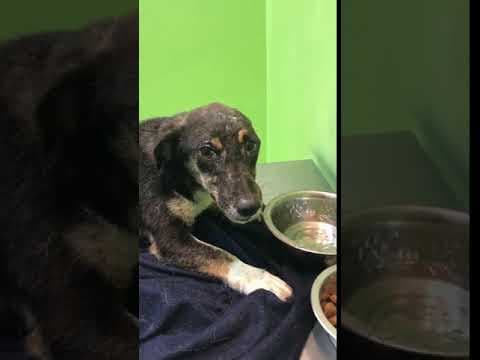 Lisette en vidéo 1