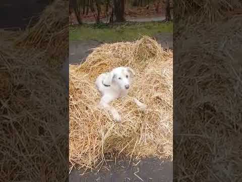 Cyrano en vidéo 7