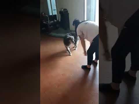 Cougar en vidéo 5