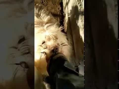 Litchee en vidéo 5