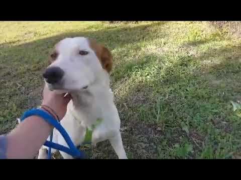 Smartie en vidéo 2