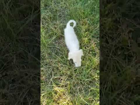 Tengo en vidéo 1