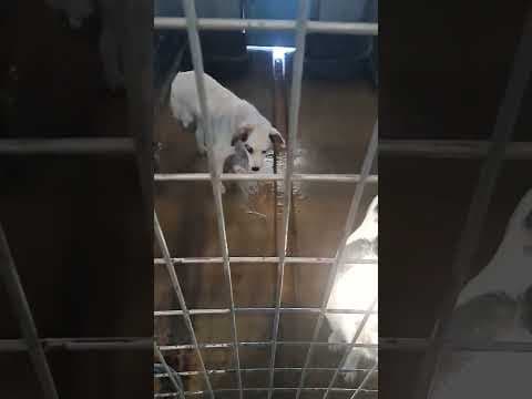 Shiny en vidéo 1