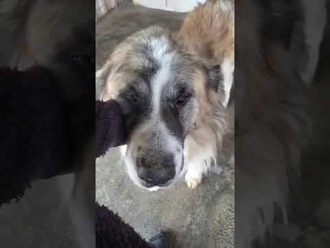 Beethoven en vidéo 2