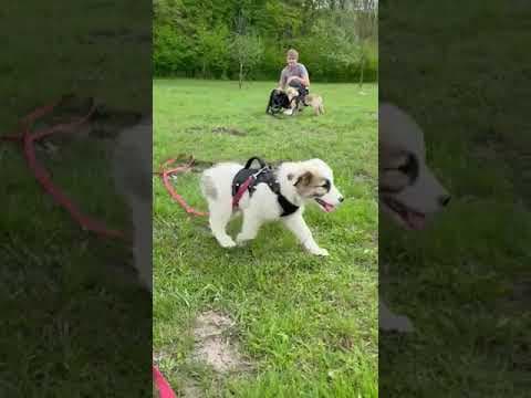 Buggy en vidéo 4
