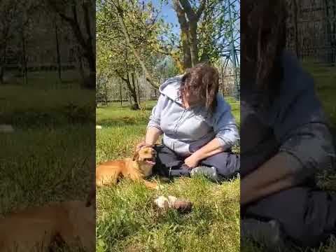 Veverita en vidéo 1