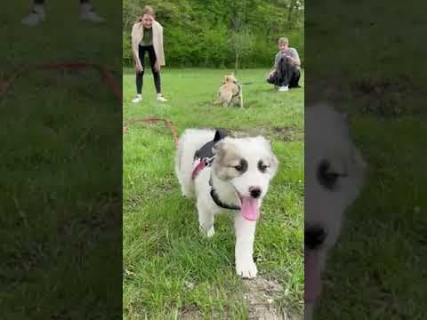 Buggy en vidéo 3