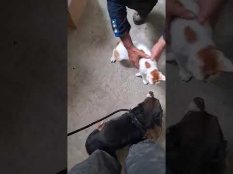 Oldie en vidéo 3