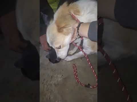 Zuko en vidéo 2