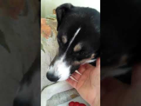Salome en vidéo 2