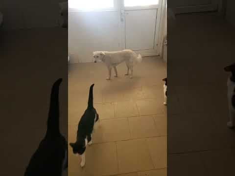 Sumi en vidéo 3