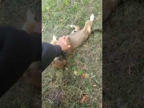 Vilgefortz en vidéo 1
