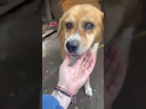 Romeo 2 en vidéo 2