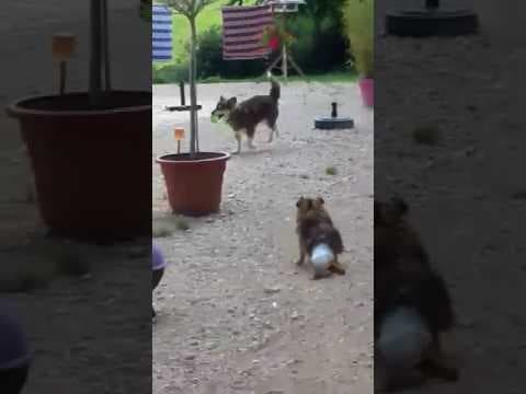 Polochon en vidéo 2