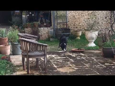Loulette en vidéo 4