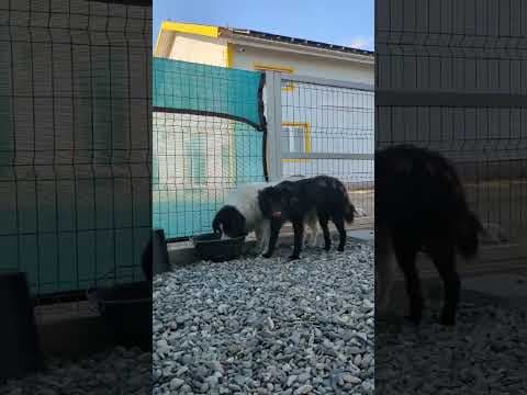 Articho en vidéo 2