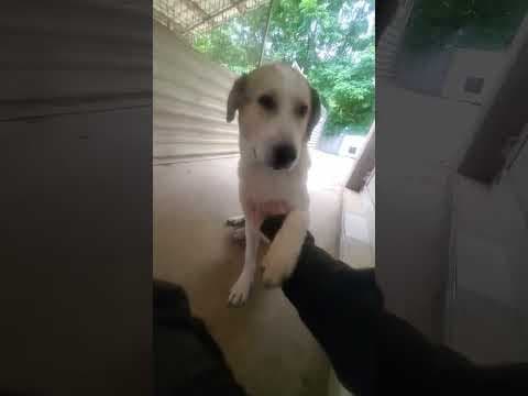 Carson en vidéo 3