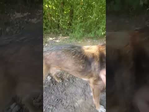 Stetson en vidéo 6