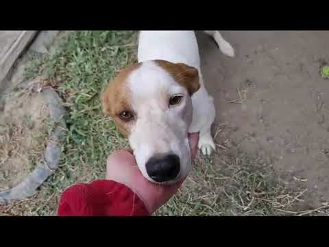 Smartie en vidéo 3